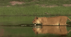 动物 张嘴 掠食动物战场 涉水 狮子 纪录片