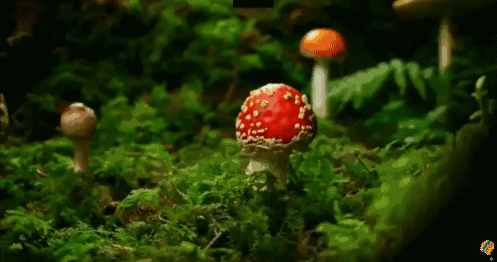 蘑菇 生长 红色 植物