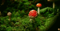 蘑菇 生长 红色 植物