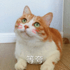 萌宠 喵星人 等夸 猫 搞怪 可爱
