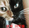 猫 喵星人 朕有阴阳脸 宠物 萌 可爱