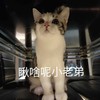 萌宠 猫星人 瞅啥呢小老弟 无奈 呆萌 可爱