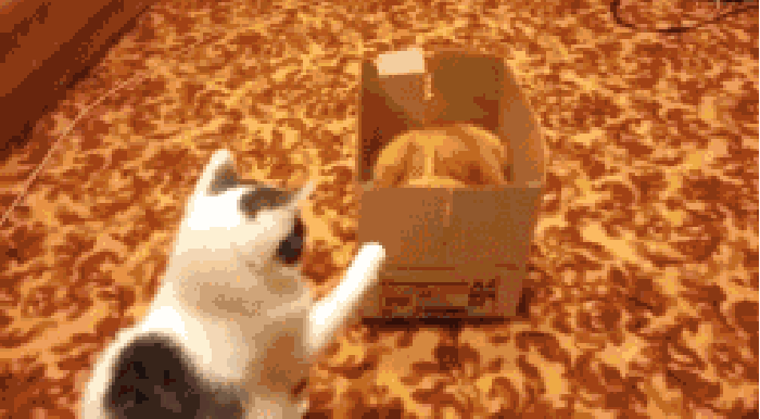 小猫 动态 纸箱 玩耍