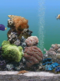 珊瑚 自由自在 轻松惬意