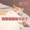 萌宠 猫星人 太骚了 我眼睛睁不开了 呆萌 可爱