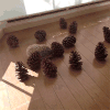 刺猬 松树塔 拱走 可爱