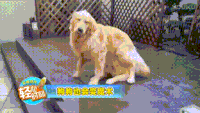 动物 萌宠 小狗 搞笑 可爱