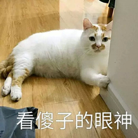 萌宠 猫星人 看傻子的眼神 无奈 呆萌 可爱