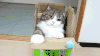 猫咪 可爱 恶搞 萌宠