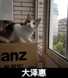 猫咪 可爱 乖巧 大泽绘
