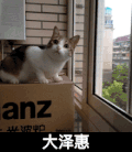 猫咪 可爱 乖巧 大泽绘