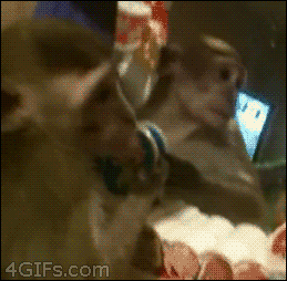 猴子 摸鼻子 看 镜子