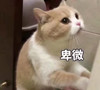 萌宠 喵星人 卑微 求求你了 憨憨 可爱