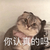 认真 猫 搞怪 逗