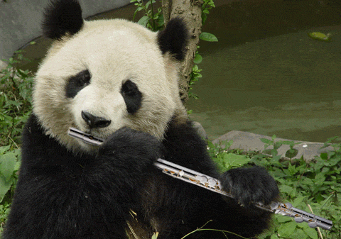 吹笛子 熊猫 国宝 恶搞熊猫 大熊猫 长笛