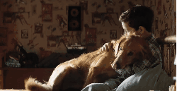 一条狗的使命 主人 依赖 动物 抚摸 拥抱 朋友 狗 电影 金毛 预告片