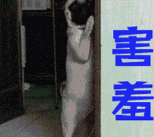害羞 狗