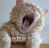 萌宠 猫星人 一天也就困个24小时 困死了 呆萌 可爱