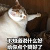 萌宠 猫咪 猫 喵星人 给你点个赞 点赞 赞