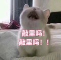 猫咪  抬头  敲里吗敲里吗  斗图