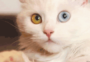 小猫 白眼睛 毛茸茸 直视