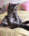 猫咪 被子 抱枕 晃动