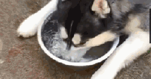 汪星人 趴着 喝水 哈士奇