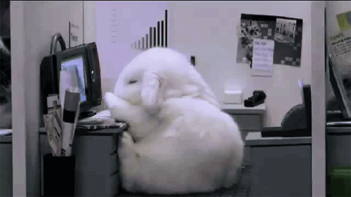 兔子 跌倒 搞笑 动物