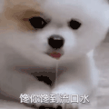 萌宠 猫星人 馋到流口水 想吃 呆萌 可爱