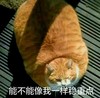 猫咪 趴着 能不能像我一样 稳重点