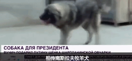 俄罗斯 普京 总统 狗 动物 萌宠 宠物 爱好