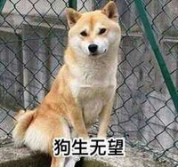萌宠 汪星人 人生无望 生无可恋 郁闷 憨憨