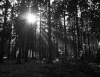 森林 丁达尔 阳光 树木 自然 forest