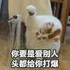 萌宠 喵星人 你要是爱别人 头给你打爆 威胁 搞怪