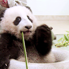 熊猫 竹笋 有趣 可爱