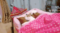 猫 喵星人 宠物 萌 可爱