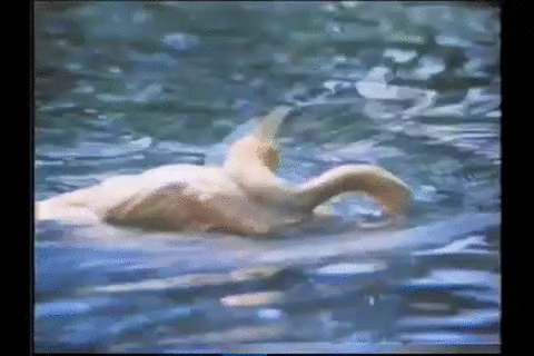 天鹅, 80年代, 佛罗里达, 奥兰多主题公园