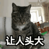 文字表情包 喵星人 萌宠 可爱 鬼畜