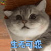 萌宠 猫咪 猫 生无可恋 伤心 soogif soogif出品