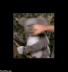 考拉 koala