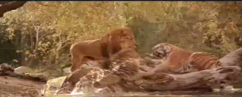 老虎 狮子 动物 打架