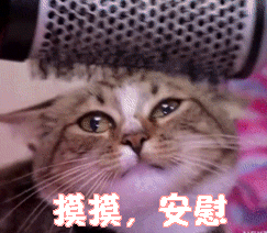 安慰 猫咪 摸头 萌宠 喵星人