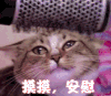 安慰 猫咪 摸头 萌宠 喵星人