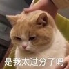 萌宠 猫星人是我太过分了吗 我道歉 搞怪 逗