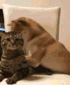 萌宠 猫咪 狗狗 玩耍