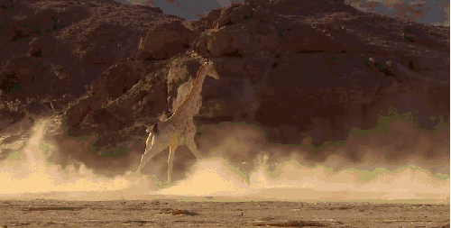 地球脉动 奔跑 狩猎 纪录片 长颈鹿