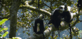 动物 尼罗河-终极之河 灵长类 纪录片 疣猴