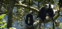 动物 尼罗河-终极之河 灵长类 纪录片 疣猴