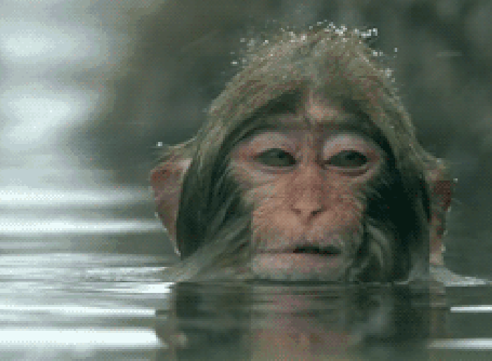 游泳 猴子 洗澡 挠头