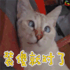 猫咪 装傻就对了 soogif